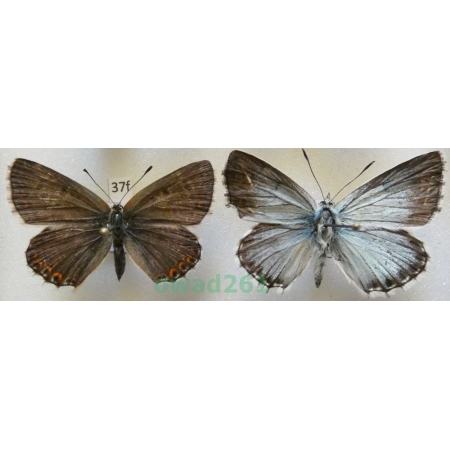 Polyommatus coridon (Poda, 1761) pair Poland37f